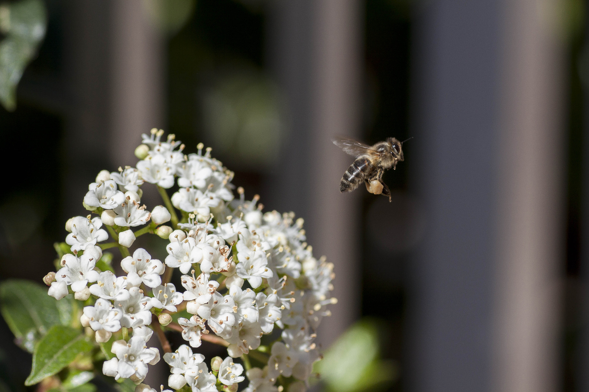 Canon EOS 50D + Tamron SP AF 90mm F2.8 Di Macro sample photo. Bee photography