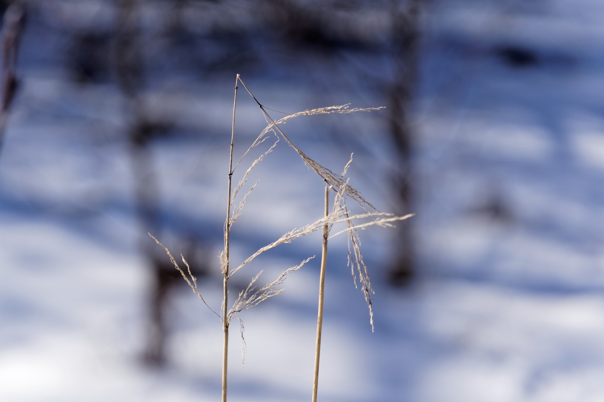 Sigma 60mm F2.8 DN Art sample photo. Hay photography