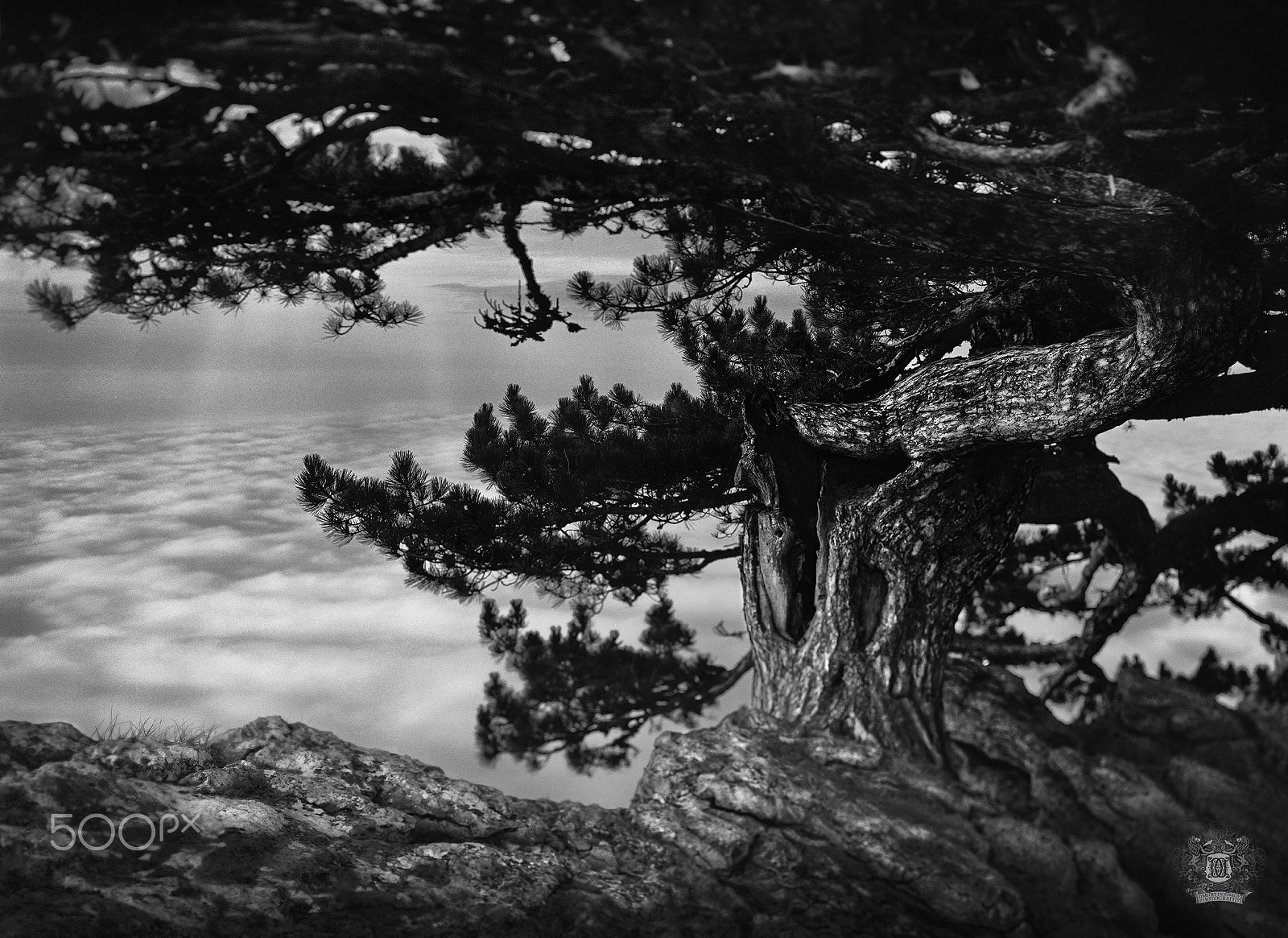 Canon EOS 5D Mark II + Sigma 105mm F2.8 EX DG Macro sample photo. Pinus kochiana klotzsch ex k. koch / over the hills and far away photography