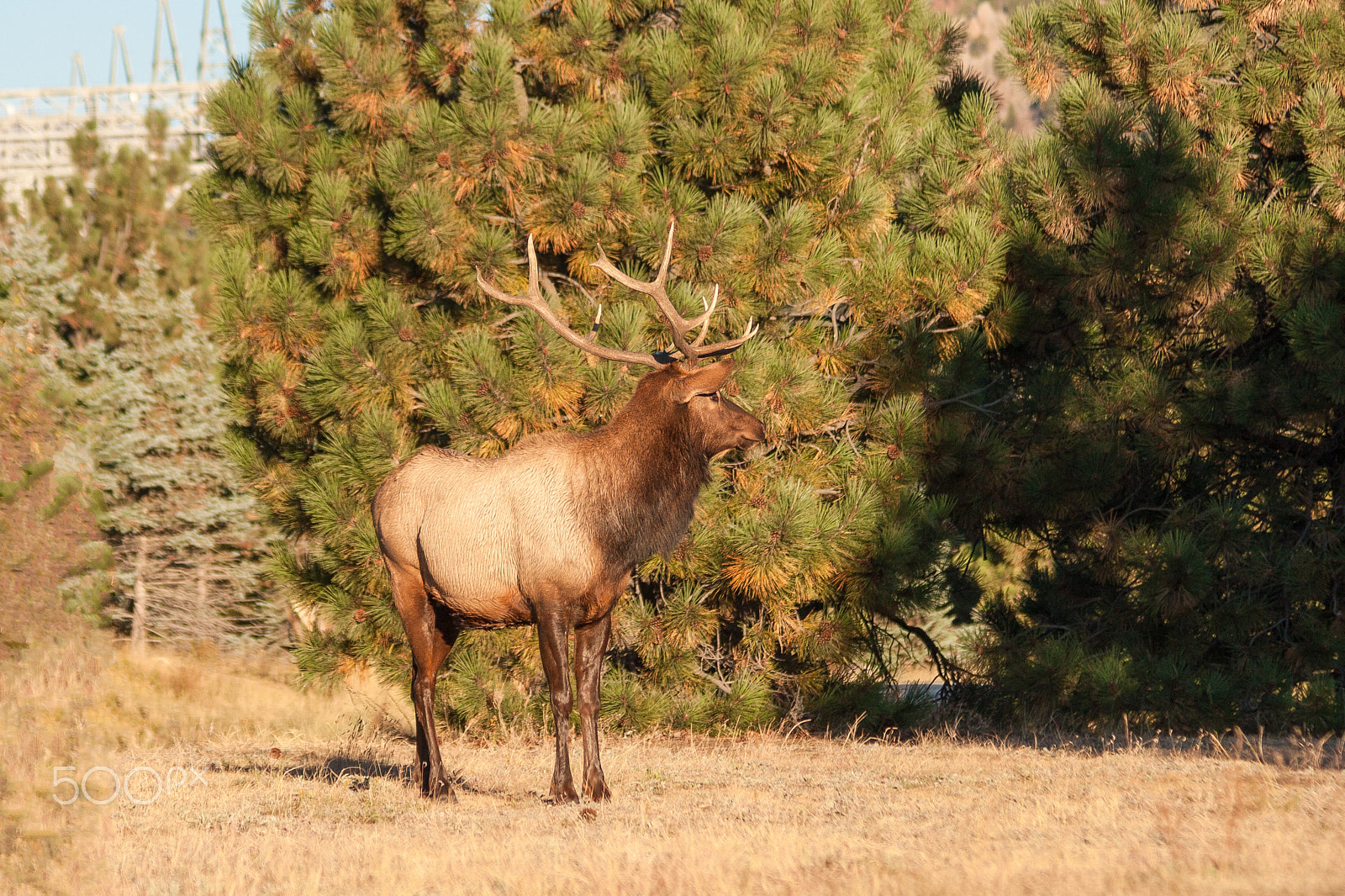 Canon EOS 30D + Canon EF 75-300mm F4.0-5.6 IS USM sample photo. Bull elk photography