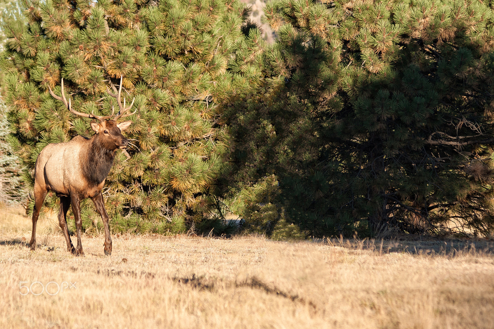 Canon EOS 30D + Canon EF 75-300mm F4.0-5.6 IS USM sample photo. Bull elk photography