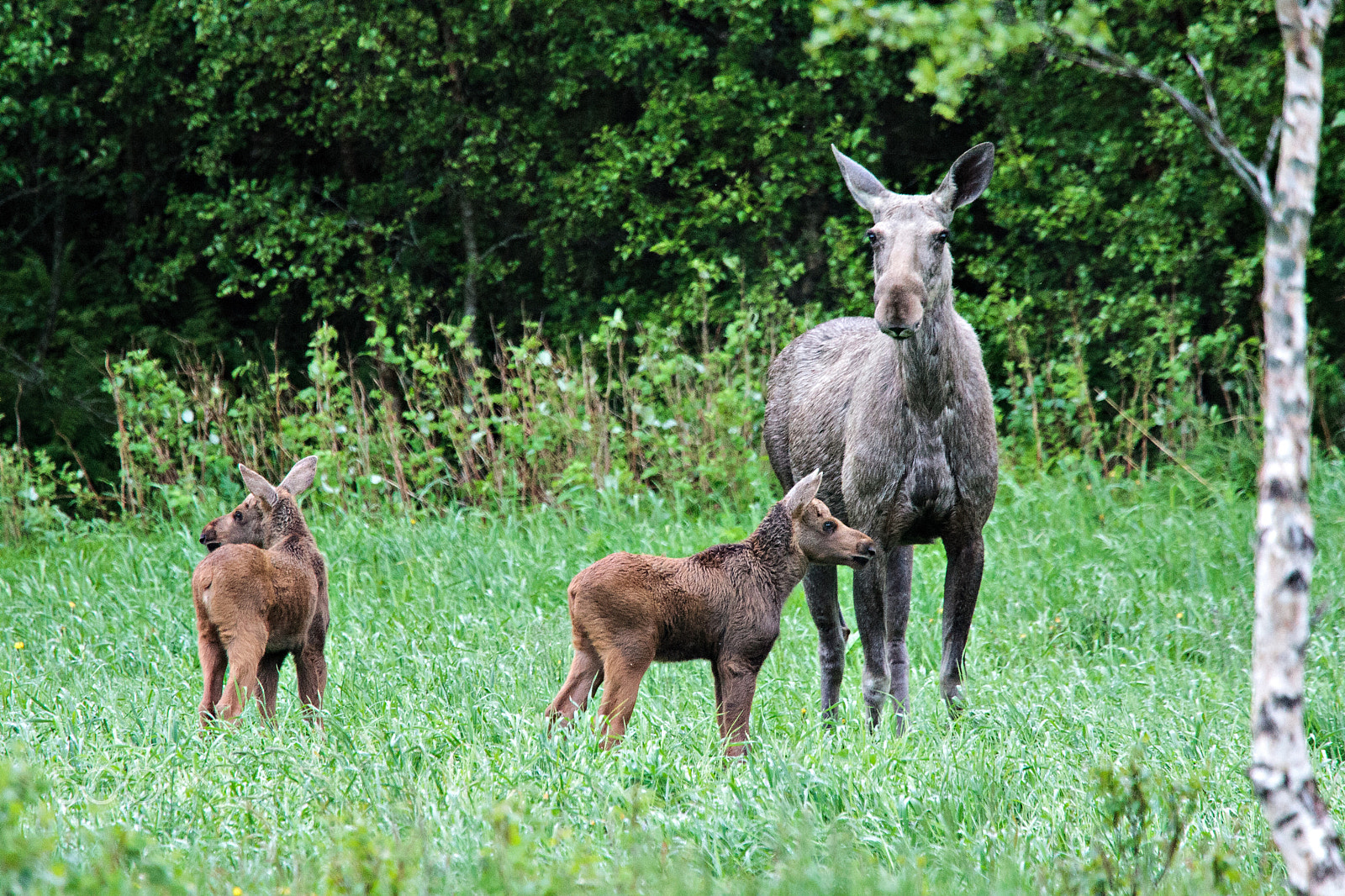 Canon EOS-1D Mark III sample photo. Cow elk with calfs photography