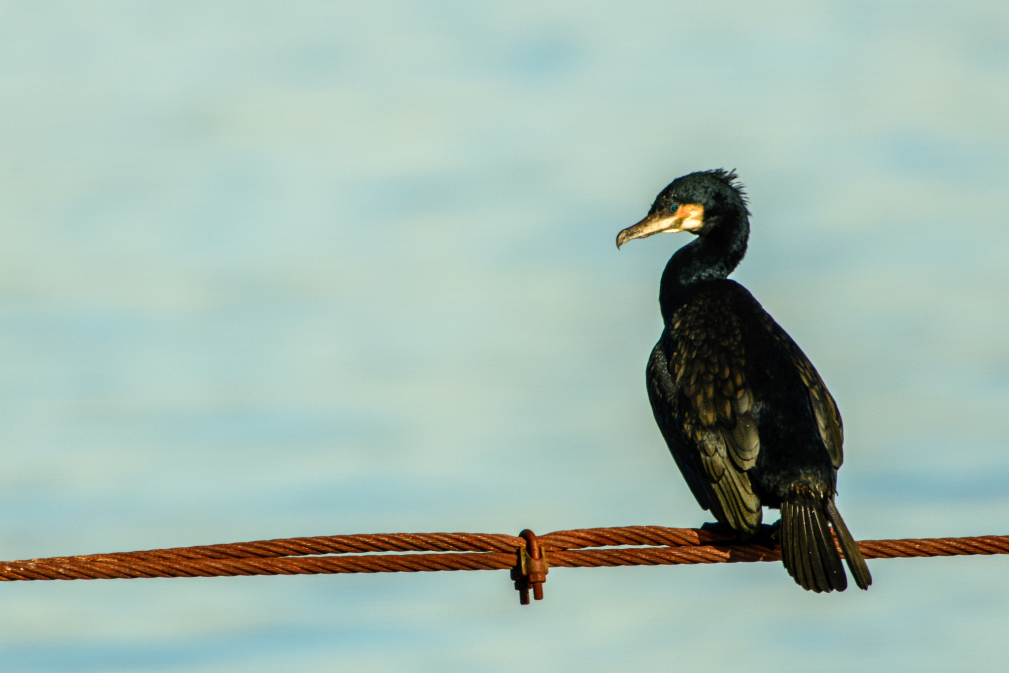Nikon D610 + Nikon AF-S Nikkor 500mm F4G ED VR sample photo. Uups, sorry mate photography