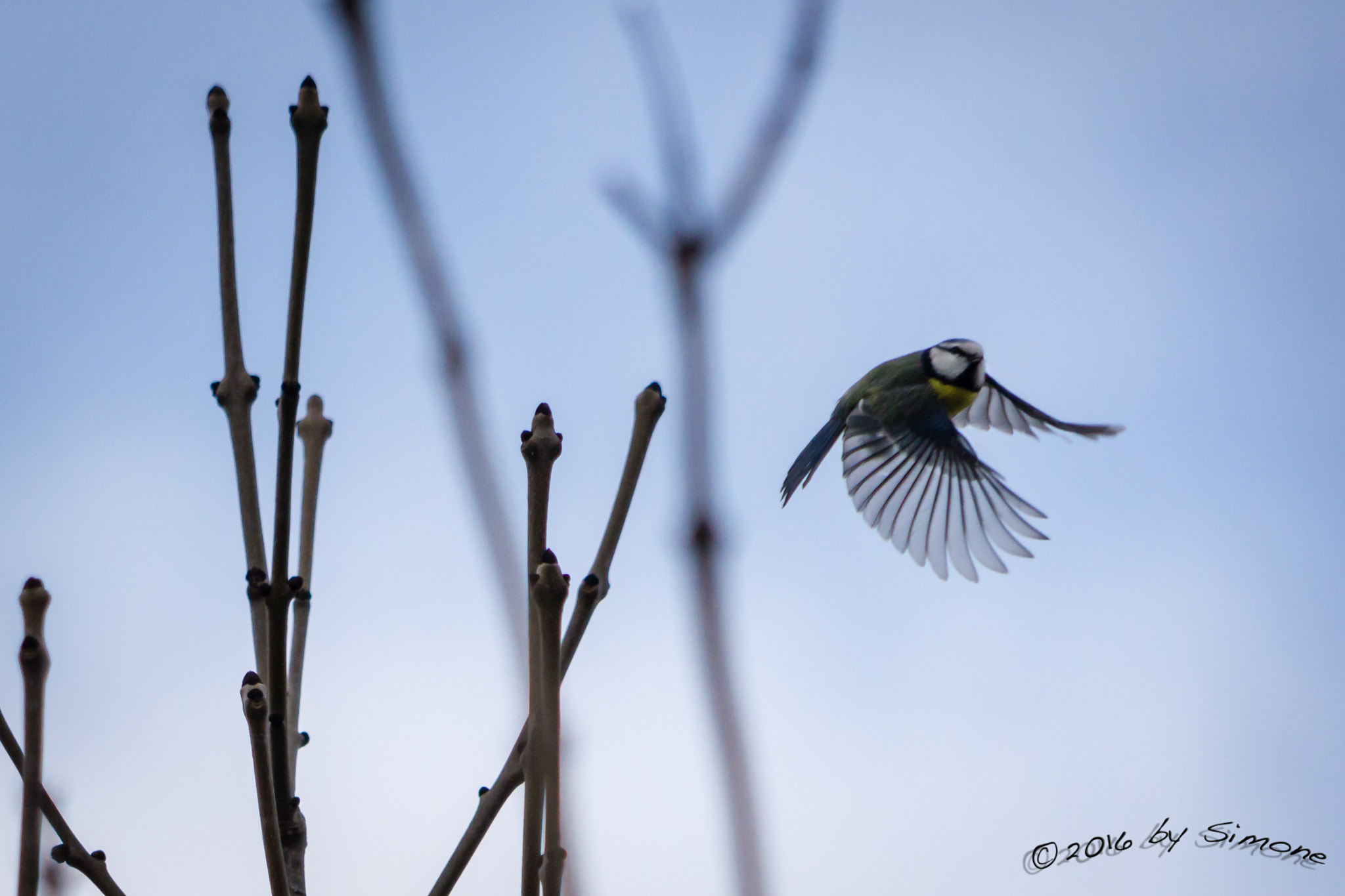 Sony a6000 + Sony FE 24-240mm F3.5-6.3 OSS sample photo. Blaumeise photography