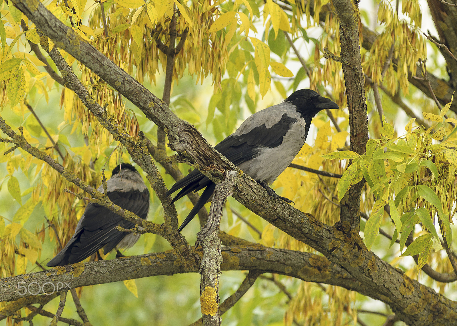 AF Zoom-Nikkor 80-200mm f/2.8 ED sample photo. Well? photography