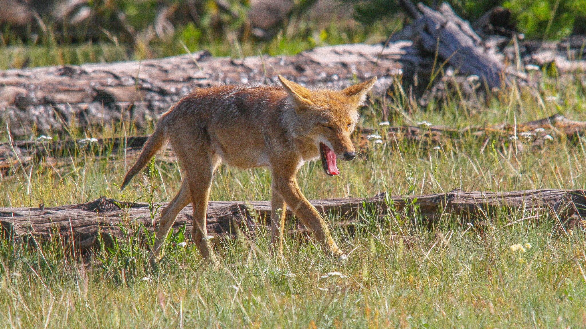 Sigma 150-500mm F5-6.3 DG OS HSM sample photo. Yawning coyote in yellowstone photography