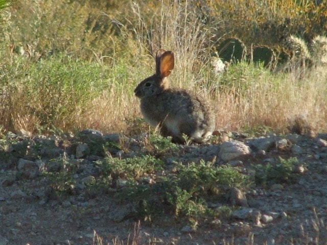 Fujifilm FinePix S3100 sample photo. Desert rabbit photography