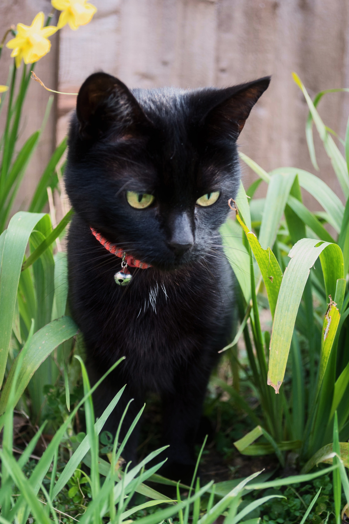 Nikon D750 + Nikon AF-S DX Nikkor 18-55mm F3.5-5.6G VR sample photo. Hiding in the daffodils photography