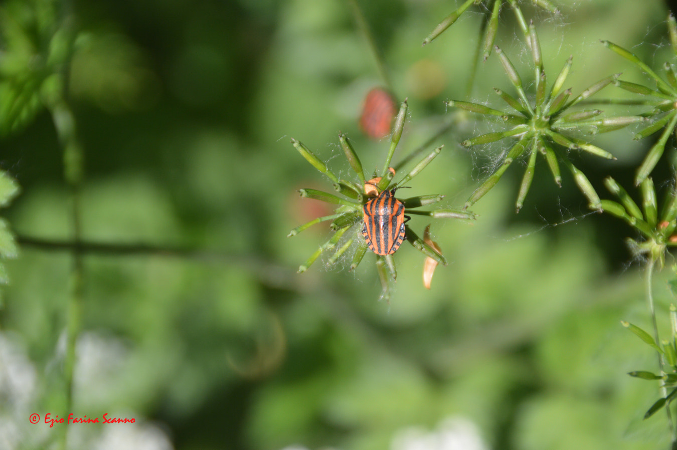 Nikon D3200 + Nikon PC-E Nikkor 24mm F3.5D ED Tilt-Shift sample photo. Arrampicata della cimice photography