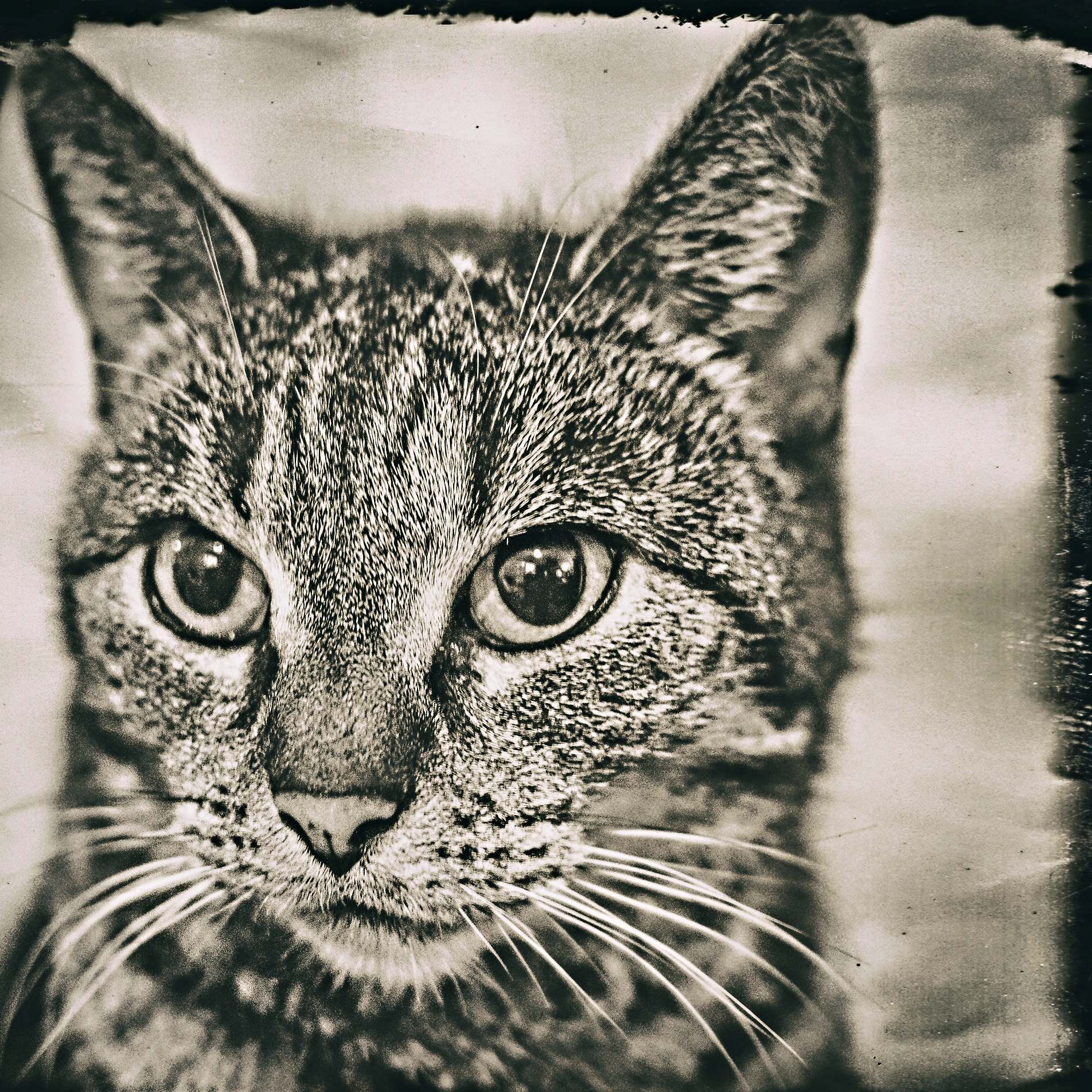 Panasonic Lumix DMC-GM1 + LUMIX G 20/F1.7 II sample photo. Cat photography