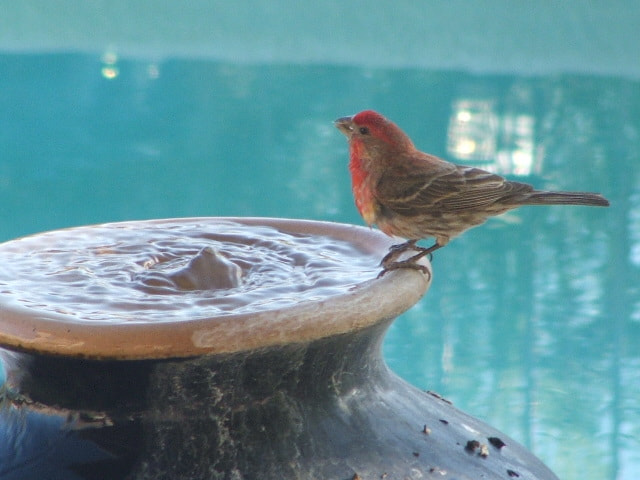 Fujifilm FinePix S3100 sample photo. Desert bird photography