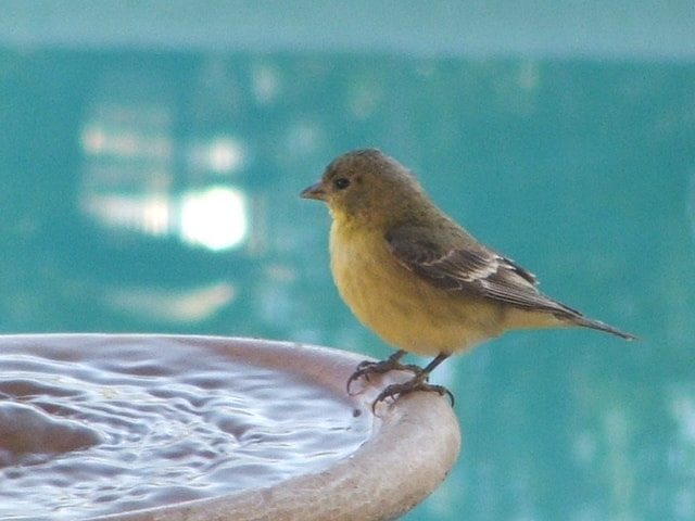 Fujifilm FinePix S3100 sample photo. Desert bird photography