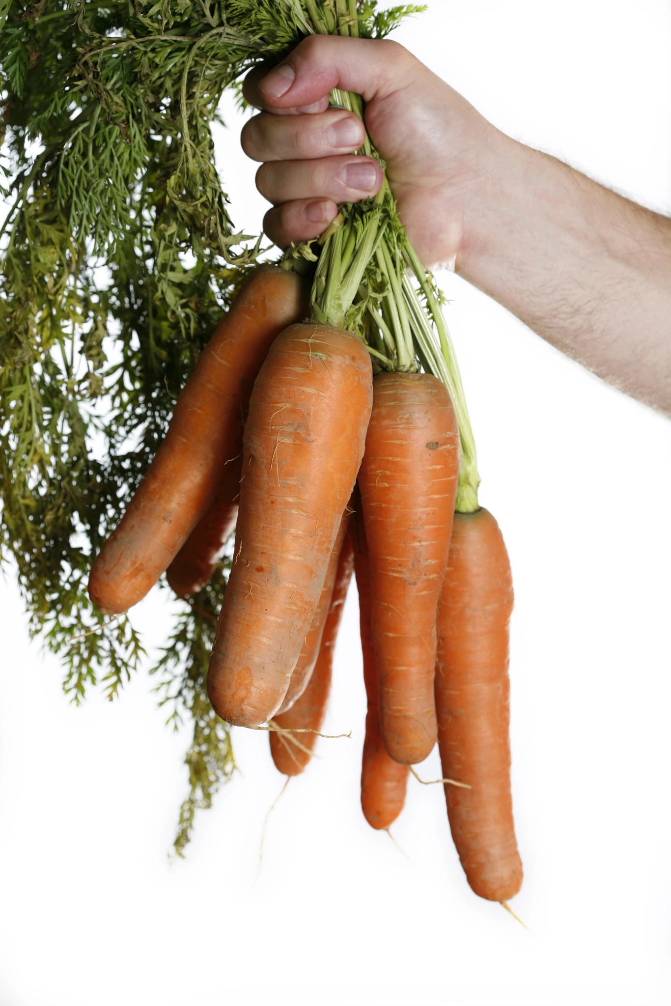 Canon EOS 5D + Canon EF 100mm F2.8 Macro USM sample photo. Handful of very large carrots. photography