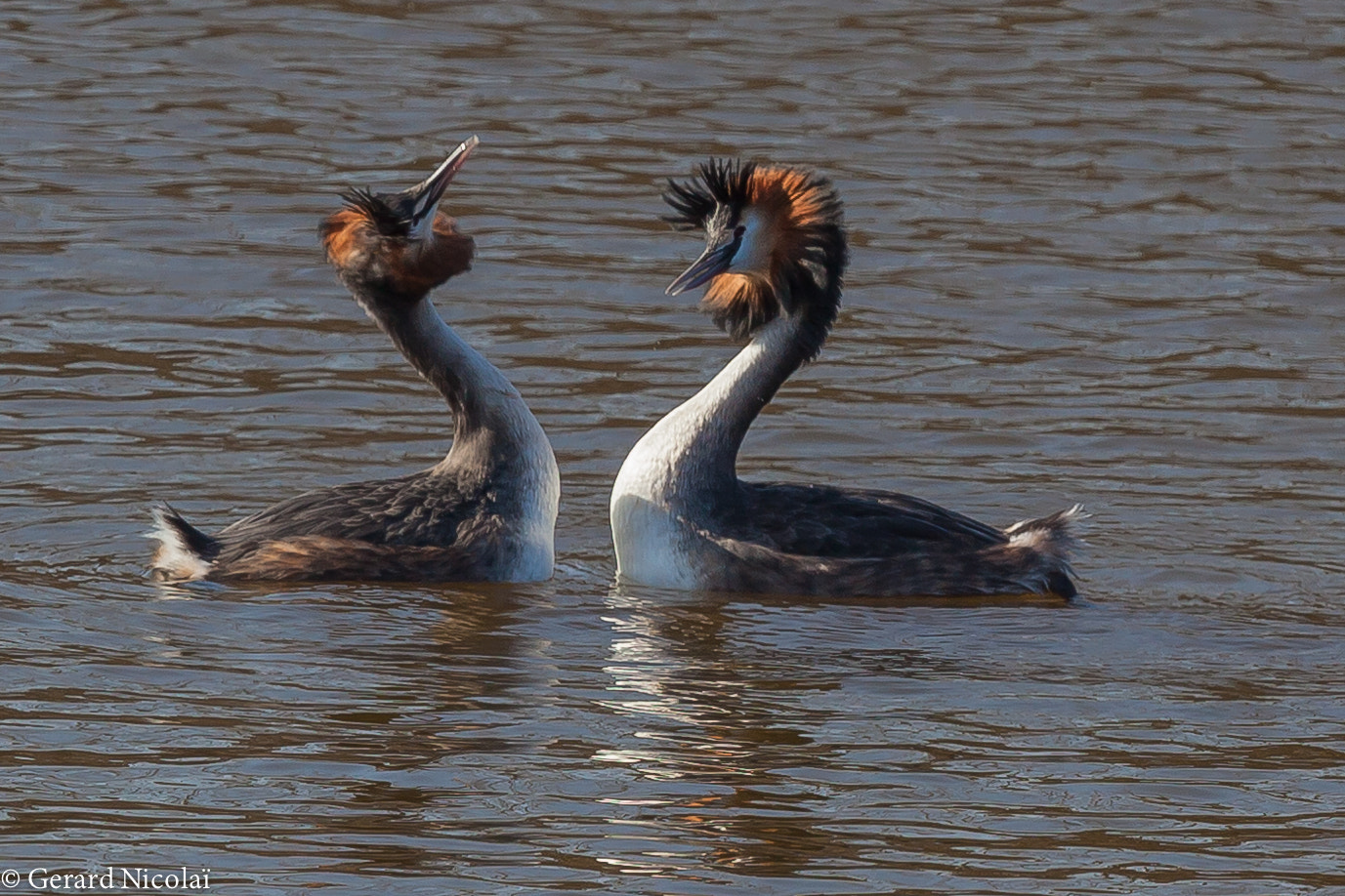 Canon EF 300mm F2.8L IS USM sample photo. Great crested grebes in courtship dance photography