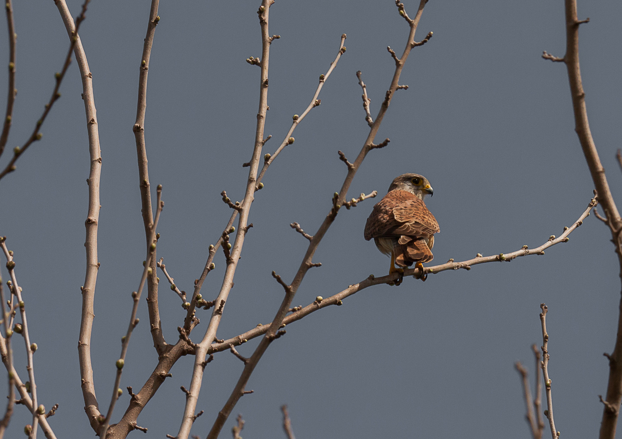 Canon EF 180mm F3.5L Macro USM sample photo. Common kestrel photography