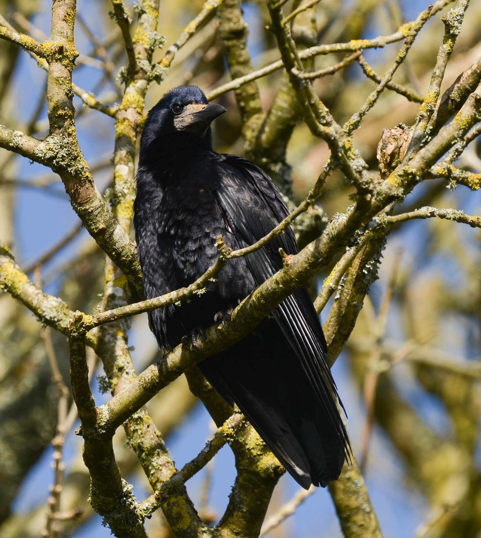 Nikon D800 + Nikon AF-S Nikkor 600mm F4G ED VR sample photo. Rook photography