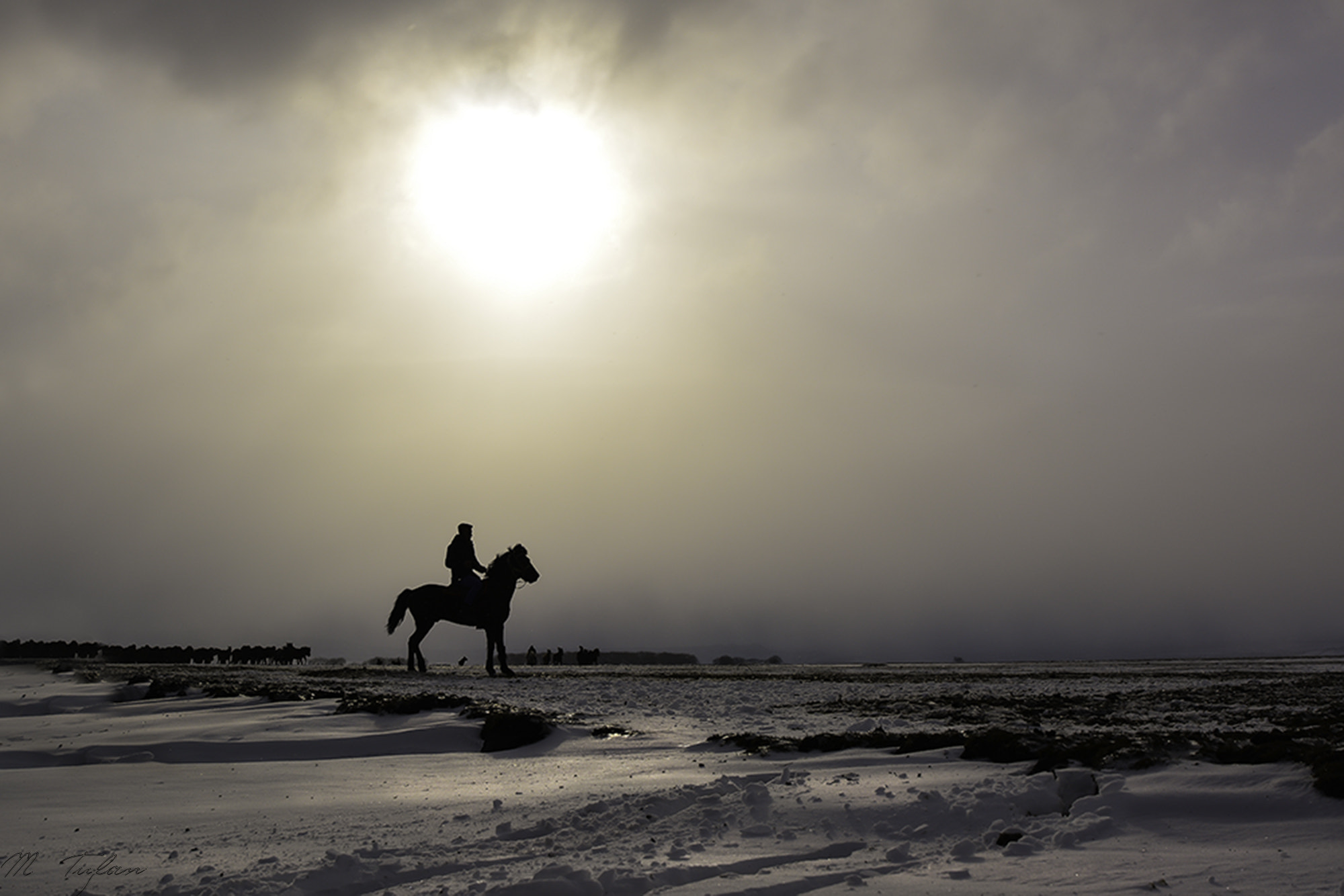 Tamron SP 24-70mm F2.8 Di VC USD sample photo. Yilki horses photography