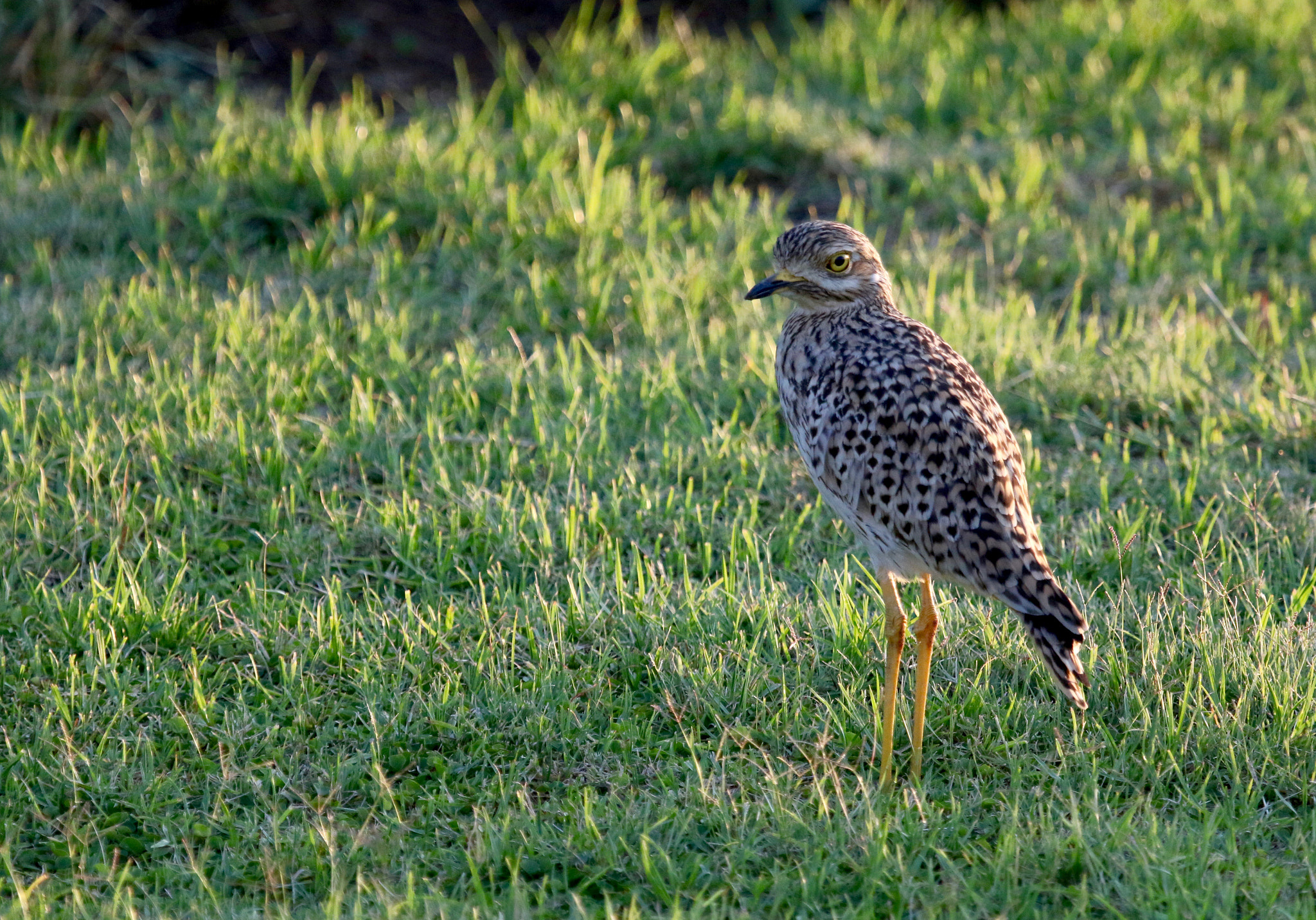 Canon EF 100-400mm F4.5-5.6L IS USM sample photo. Spotted this spotted dikkop late afternoon photography