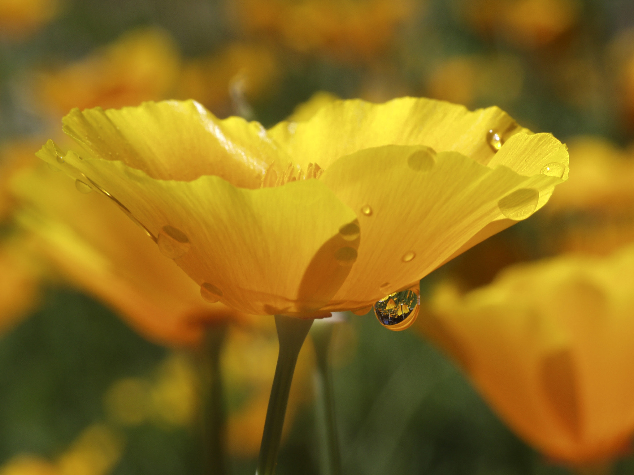 Olympus E-10 sample photo. California poppies photography