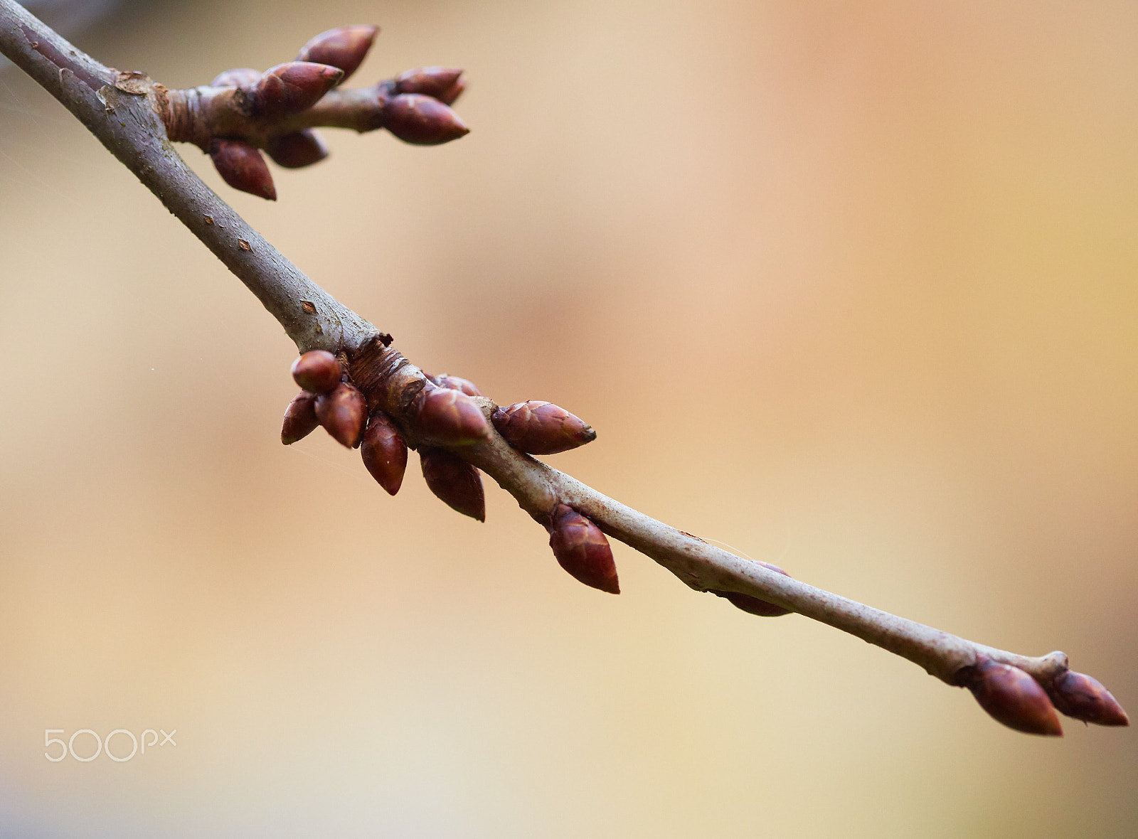 Canon EOS 6D + Canon EF 100mm F2.8 Macro USM sample photo. Twig with buds - cherry photography