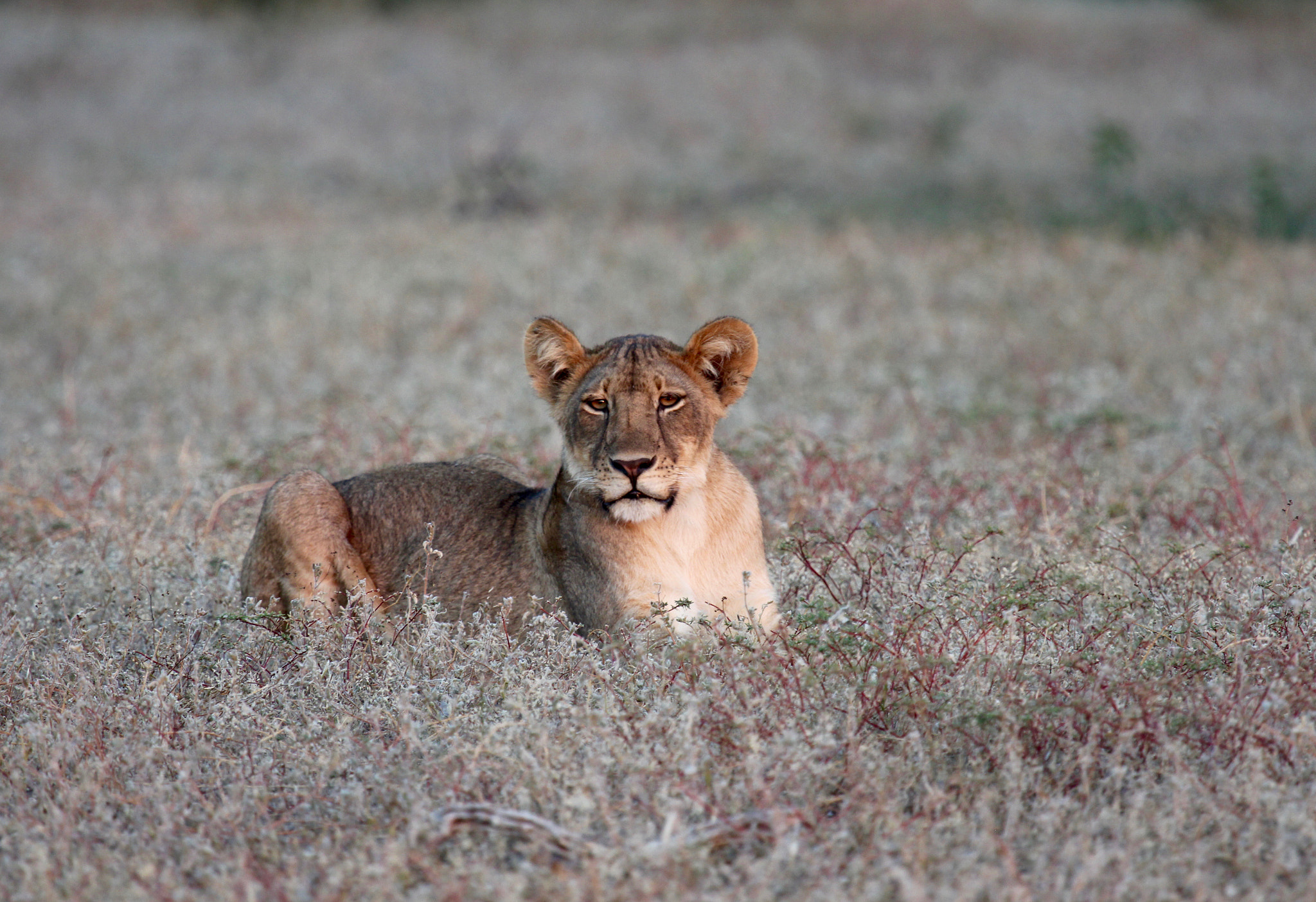 Canon EF 100-400mm F4.5-5.6L IS USM sample photo. Lion cub....focussing... photography