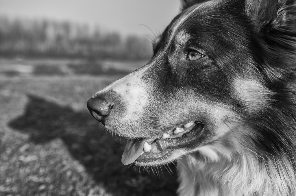 Pentax K-5 II sample photo. Iggy on the dike photography