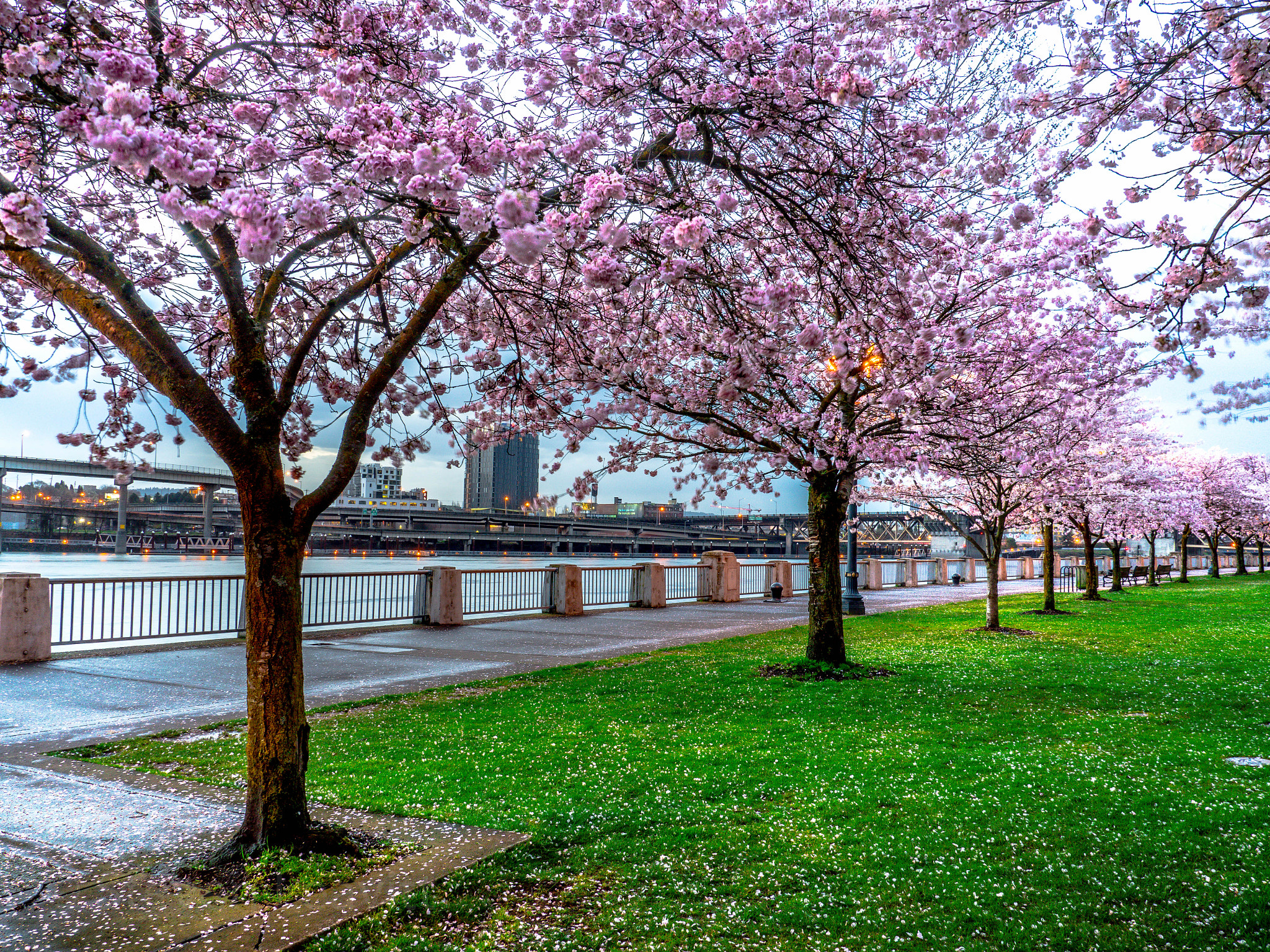 Panasonic Lumix DMC-GX8 sample photo. The blossom in p-town photography