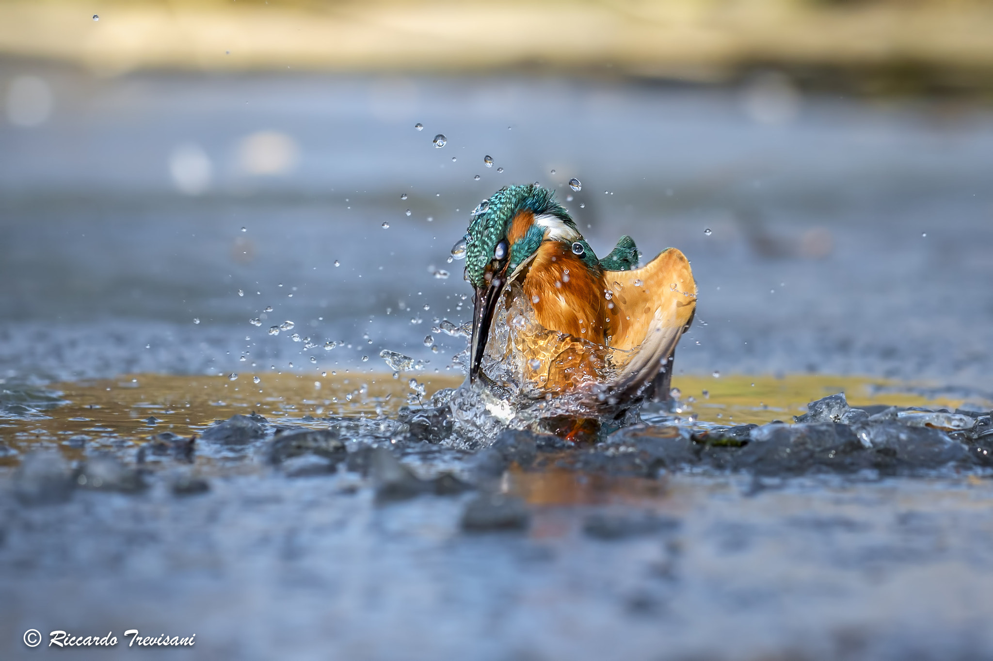 Nikon AF-S Nikkor 70-200mm F4G ED VR sample photo. The kingfisher photography