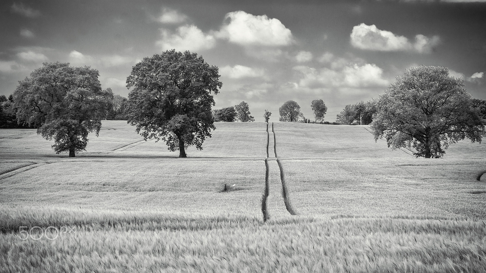 Sony E 18-200mm F3.5-6.3 OSS sample photo. Through the field photography
