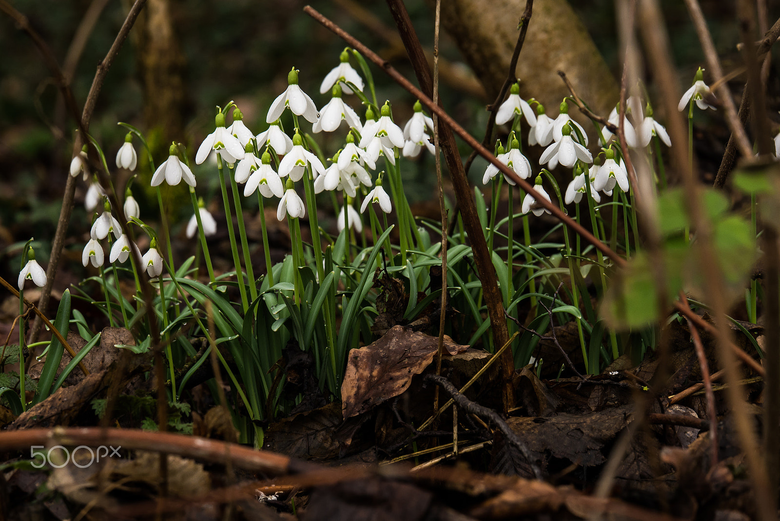 Panasonic Lumix G X Vario 35-100mm F2.8 OIS sample photo. Hidden snowdrops photography