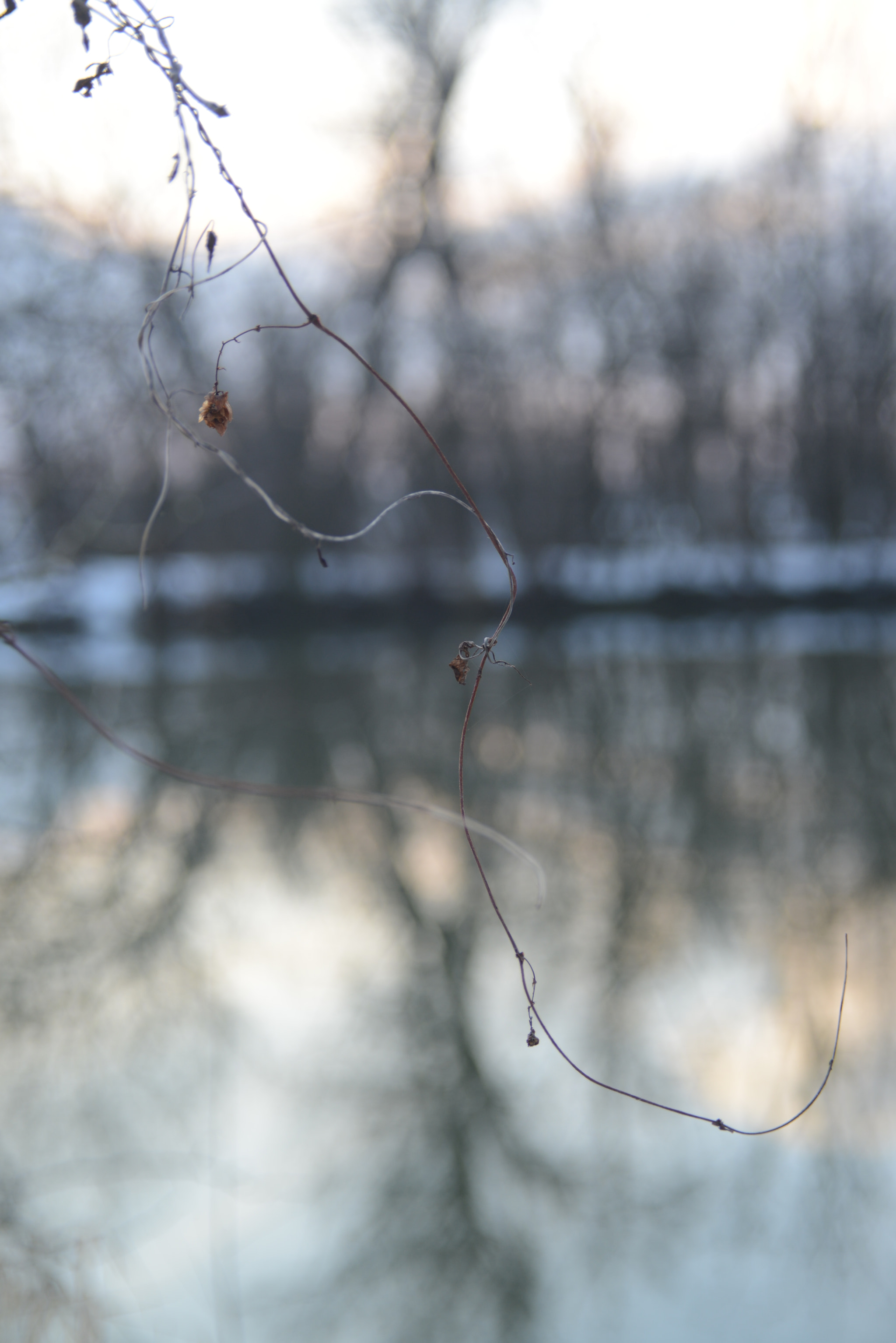 Manual Lens No CPU sample photo. Dream photography