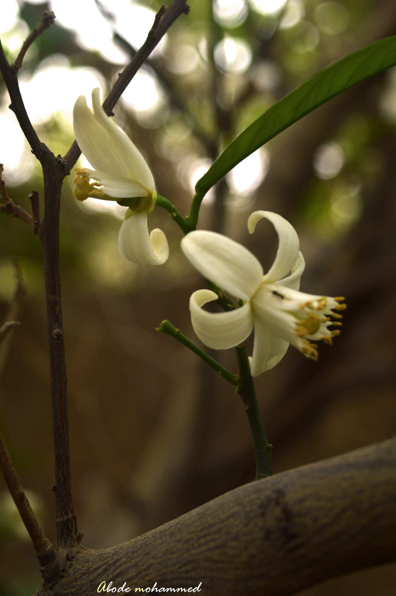 AF Zoom-Nikkor 35-70mm f/3.3-4.5 N sample photo. 1.jpg photography