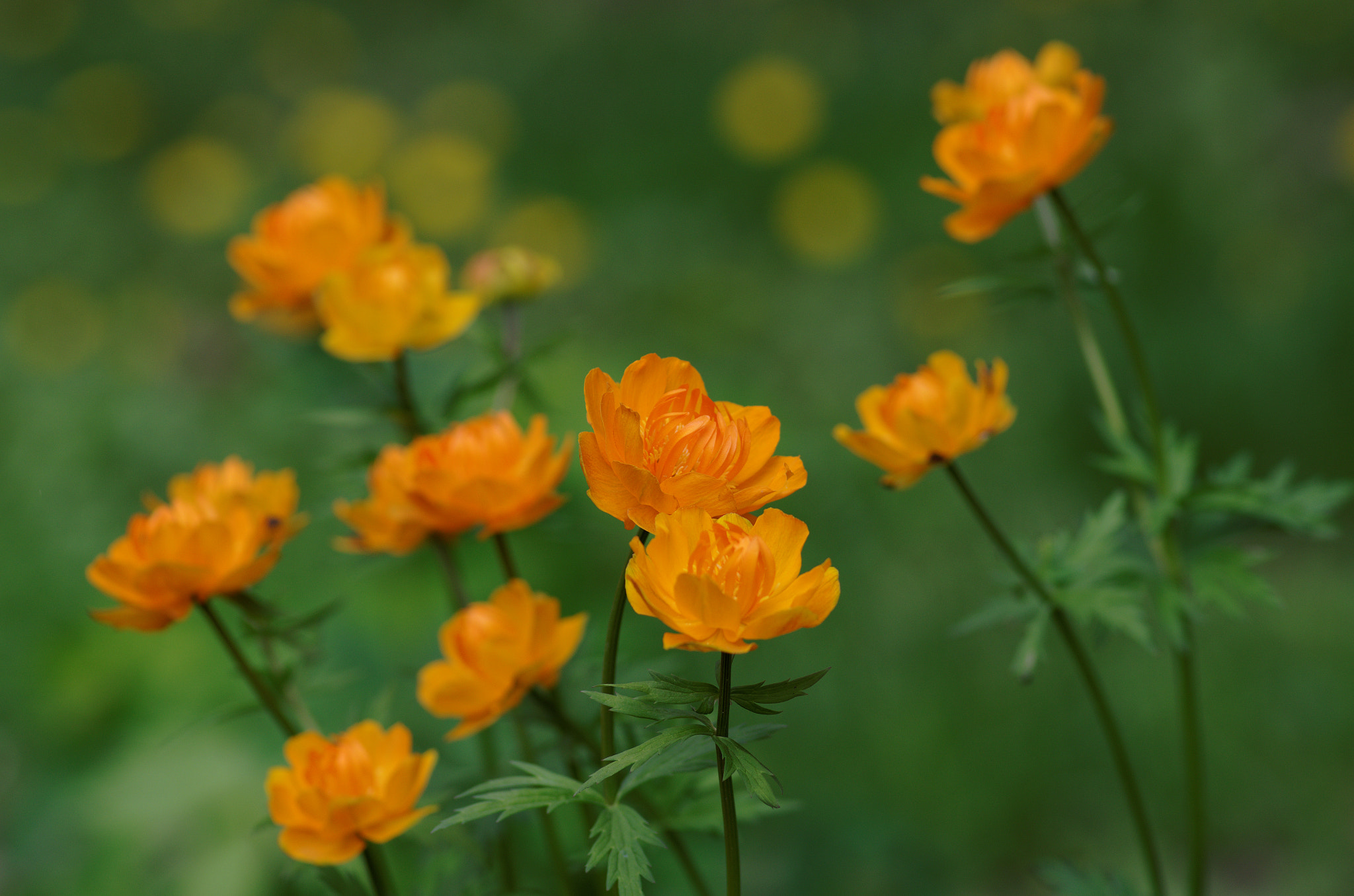 Pentax smc D-FA 100mm F2.8 Macro WR sample photo. Trollflower photography