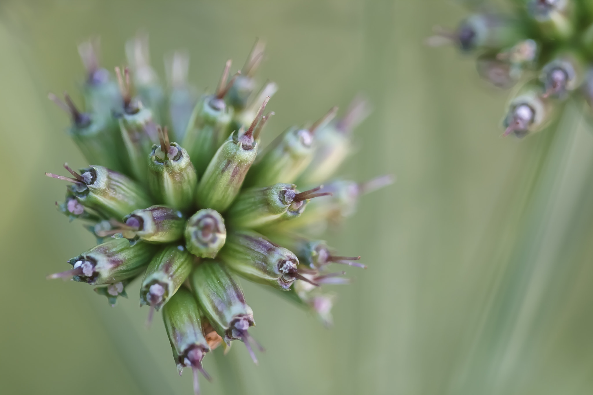 Canon EF 100mm F2.8 Macro USM sample photo. * photography