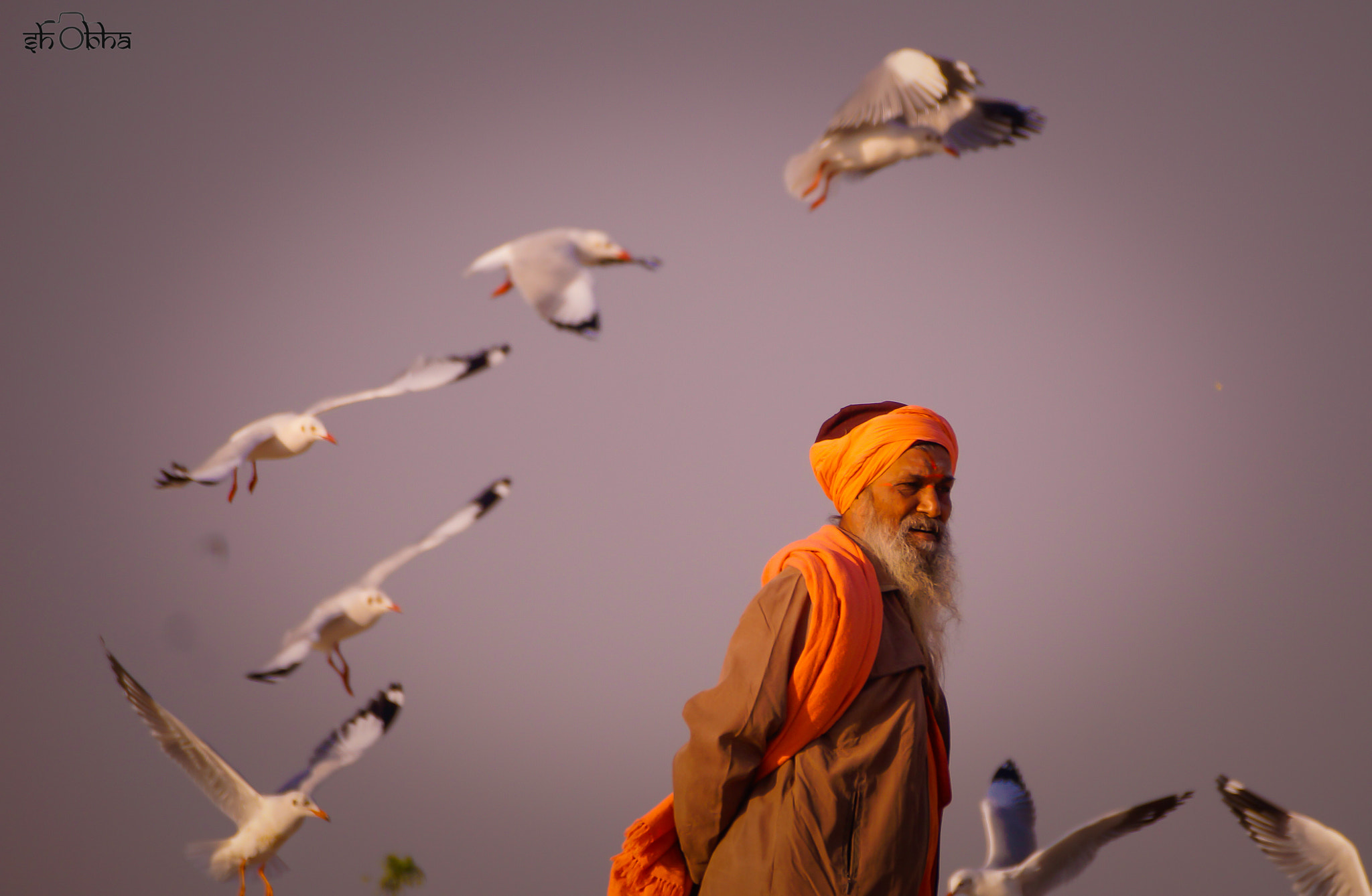Sony SLT-A37 sample photo. Birds of same feathers..!!!  photography