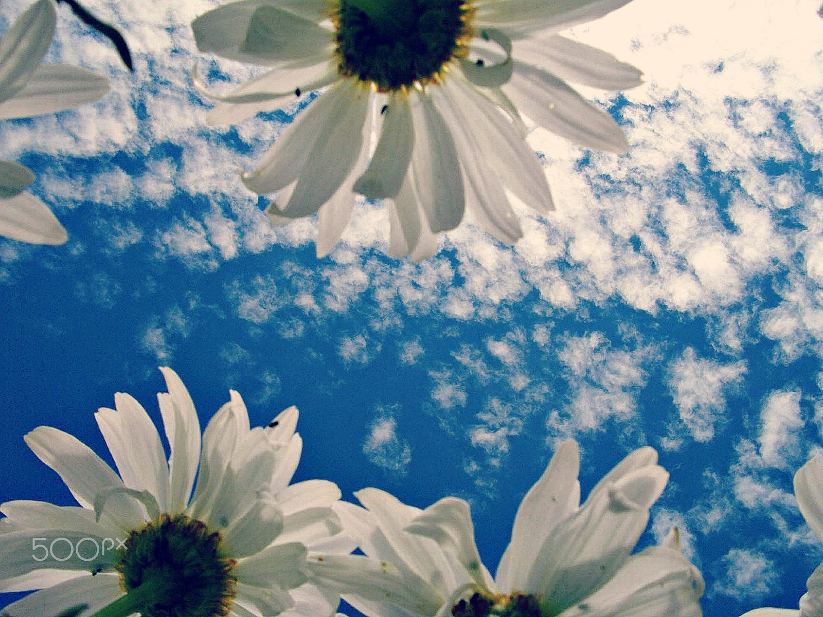 Pentax Optio E60 sample photo. Falling asleep under the daisies photography