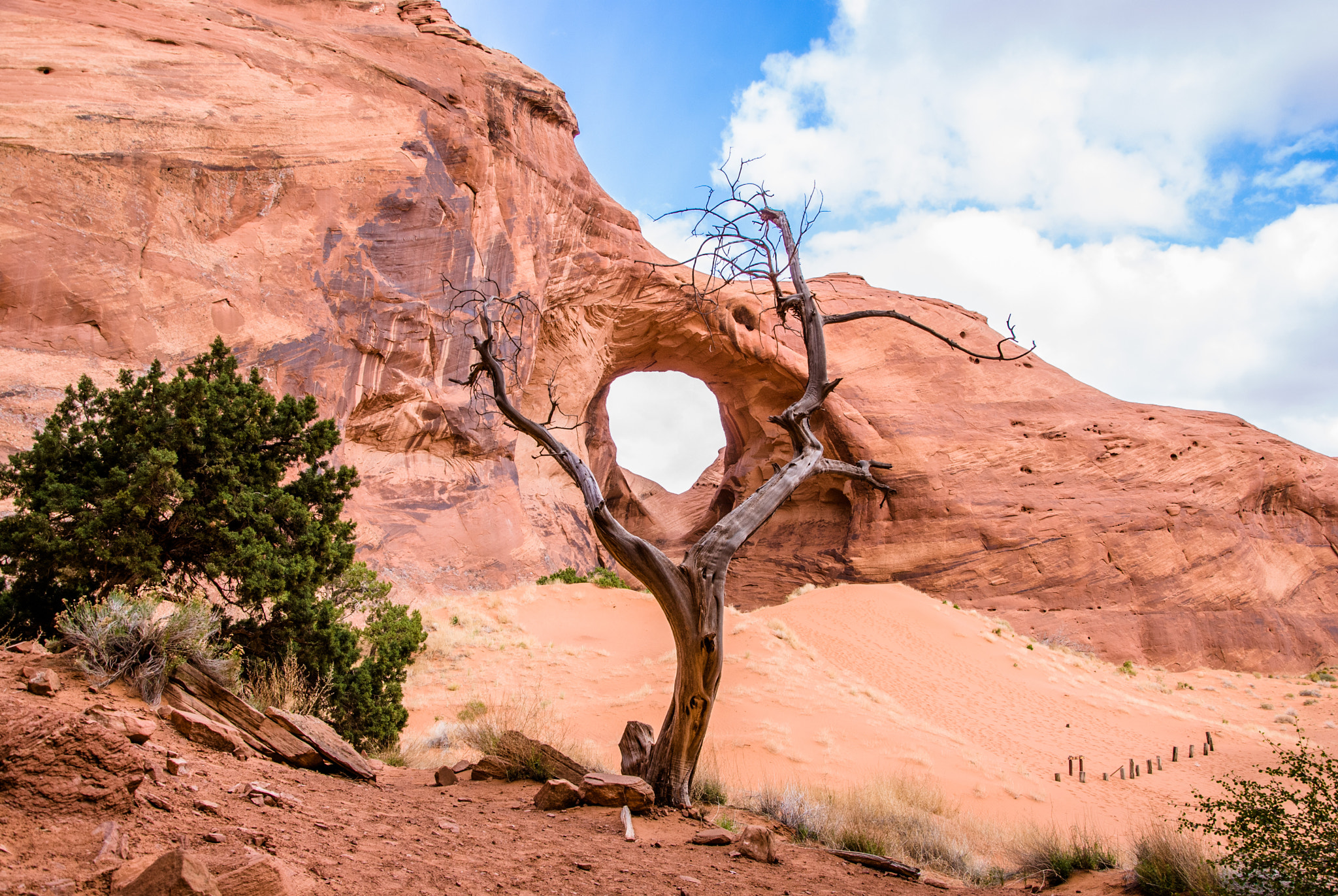 Nikon D40X sample photo. The tree photography