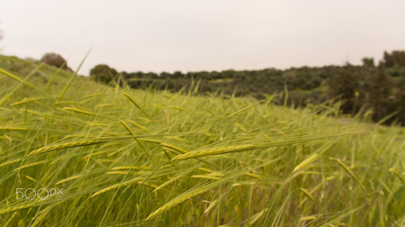 Tamron AF 28-105mm F4-5.6 [IF] sample photo. Green wheat field under a gray sky photography