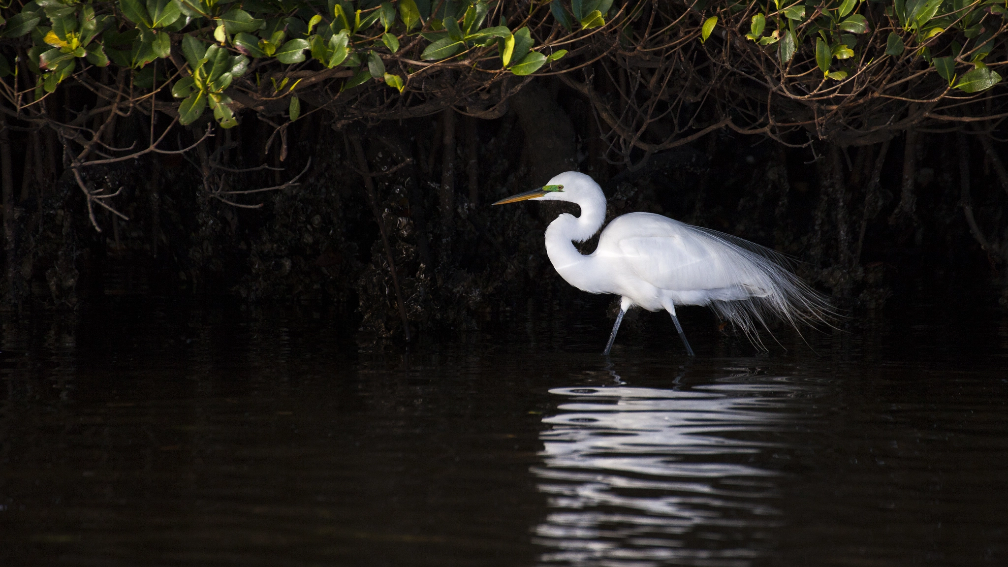 Tamron SP 35mm F1.8 Di VC USD sample photo. Morning stroll with just one egret. photography