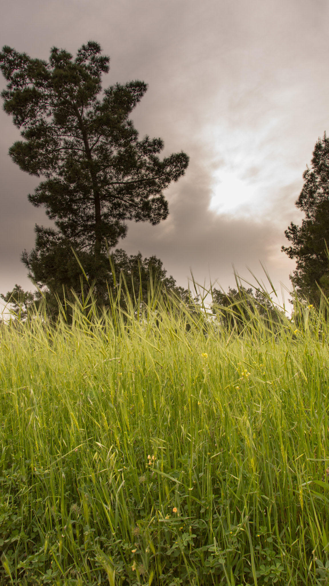 Tamron AF 28-105mm F4-5.6 [IF] sample photo. Green wheat gray sky photography