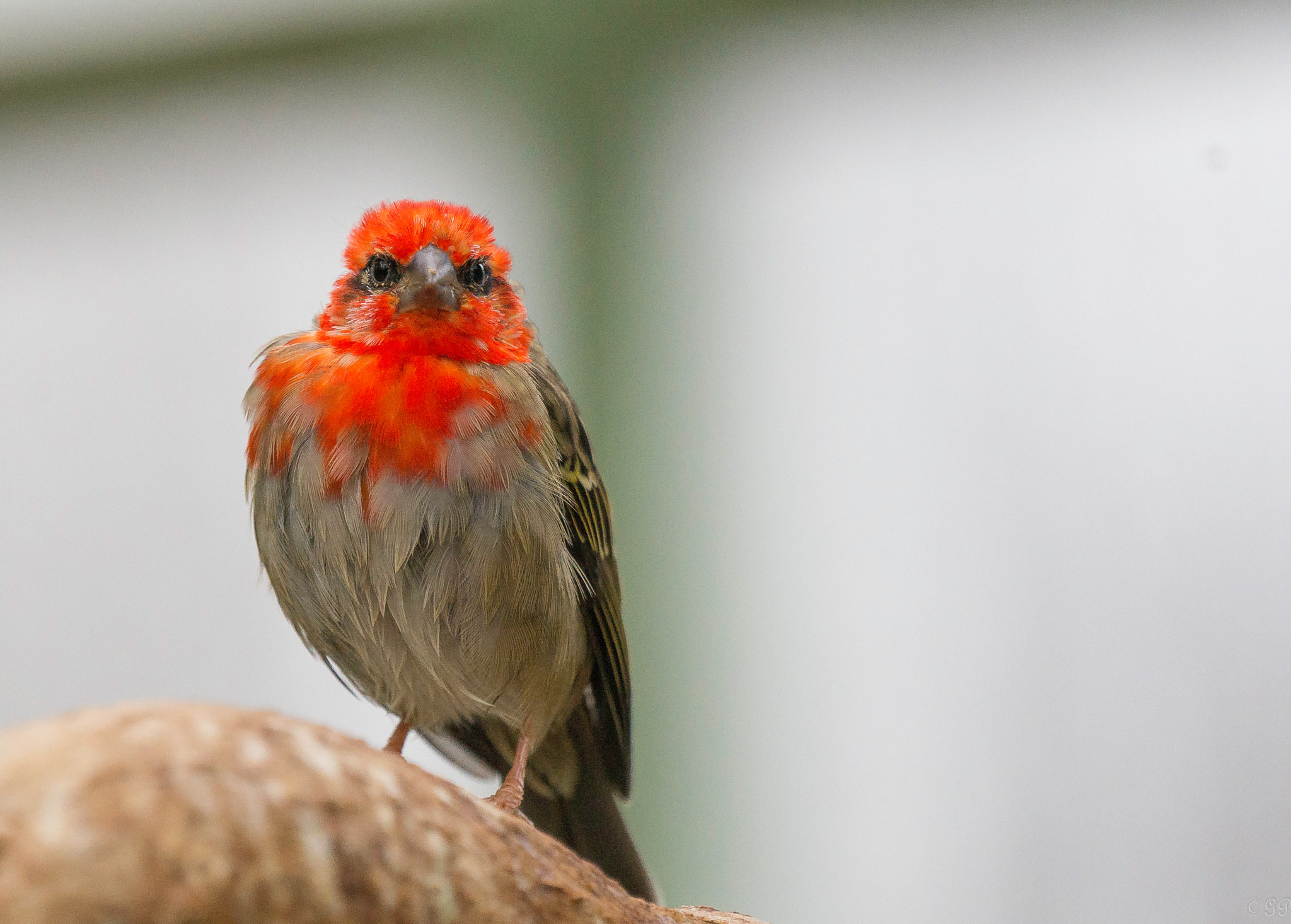 Sony a99 II + Sony 70-400mm F4-5.6 G SSM sample photo. Madagaskarweber photography