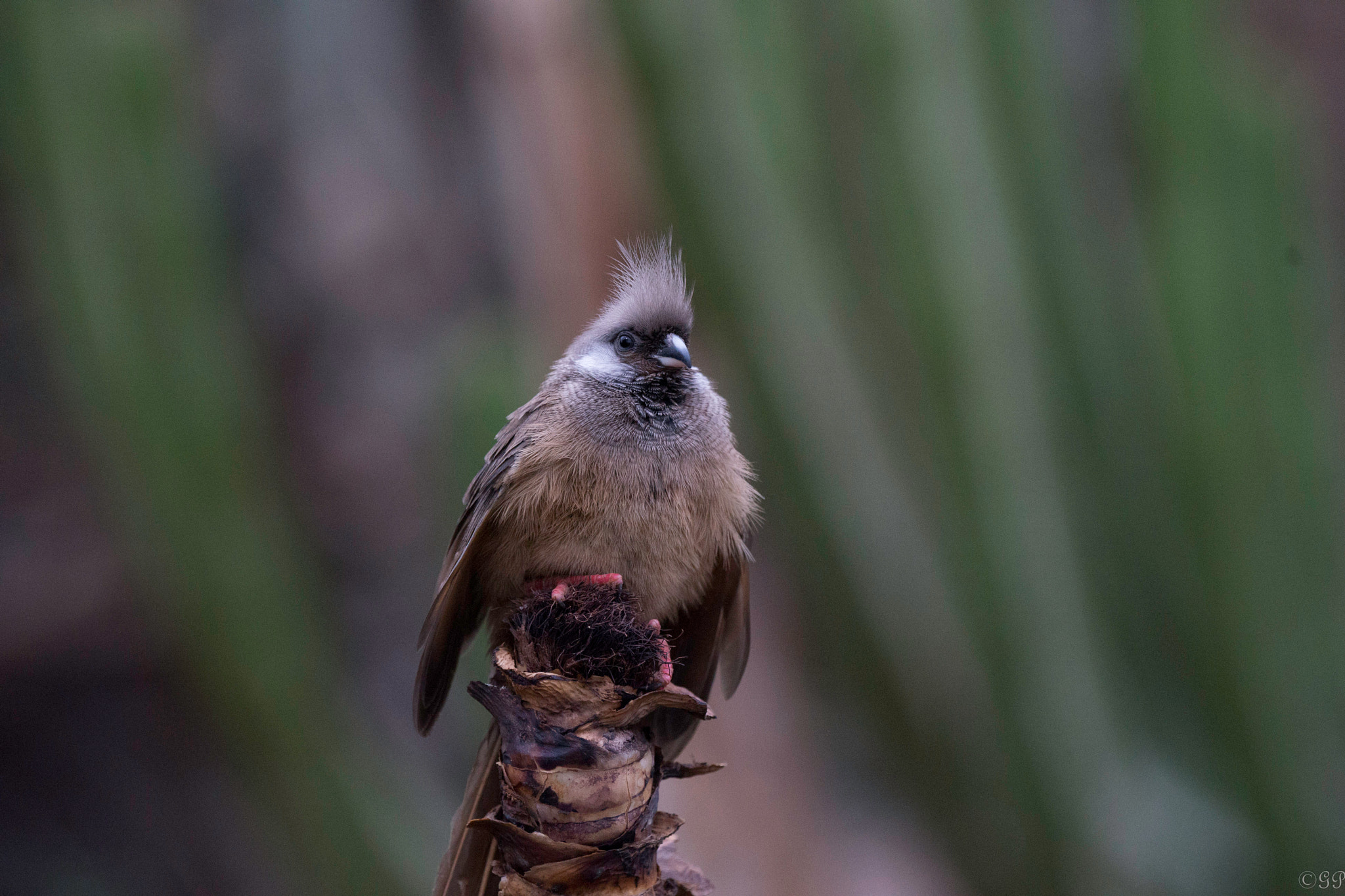 Sony a99 II + Sony 70-400mm F4-5.6 G SSM sample photo. Braunflügel-mausvogel photography