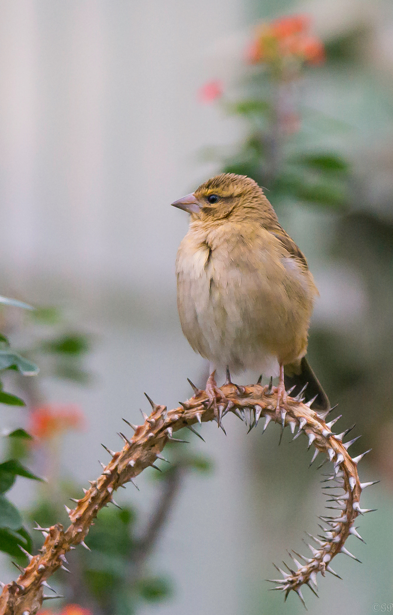 Sony a99 II + Sony 70-400mm F4-5.6 G SSM sample photo. Sperling photography