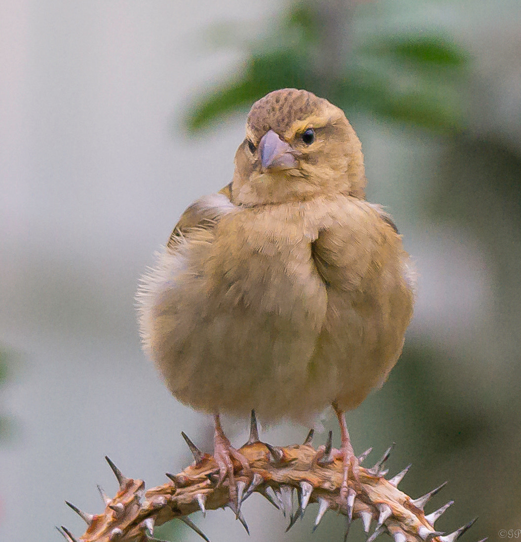 Sony a99 II + Sony 70-400mm F4-5.6 G SSM sample photo. Sperling auf dornen photography