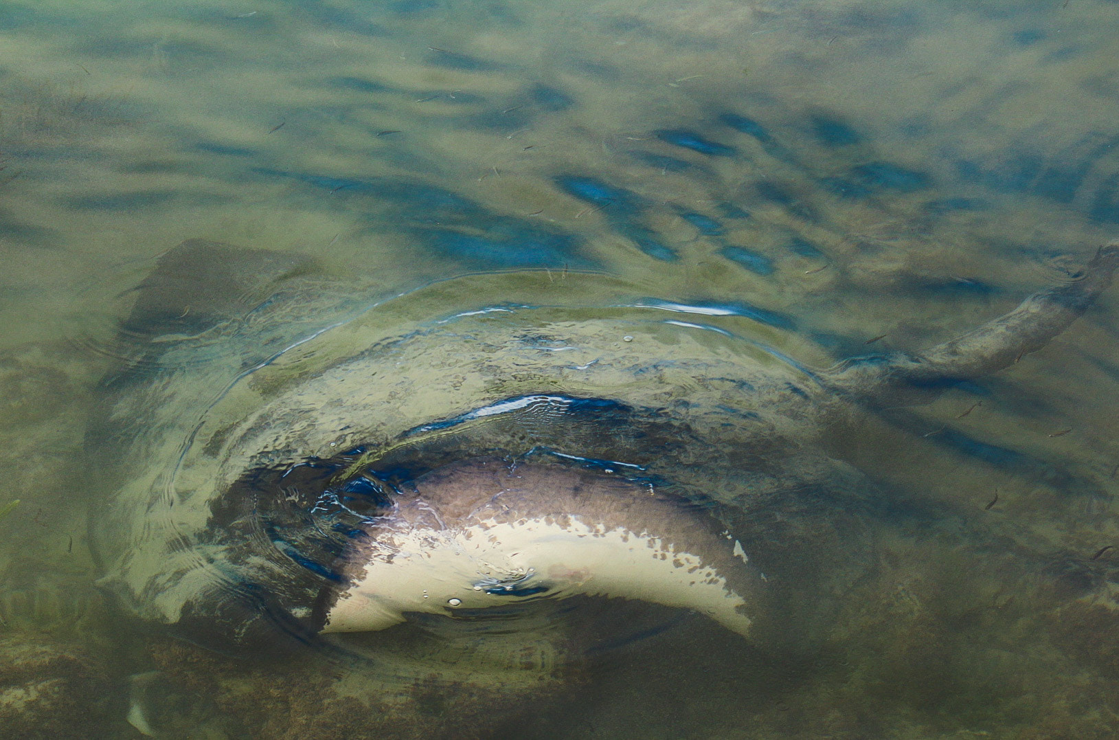 Canon EF 35-135mm f/4-5.6 USM sample photo. Oceans gentle giant photography