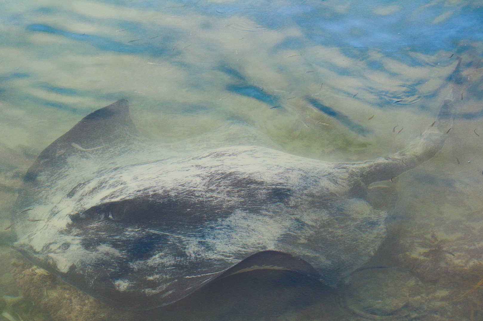 Canon EF 35-135mm f/4-5.6 USM sample photo. Oceans floor sweeper photography