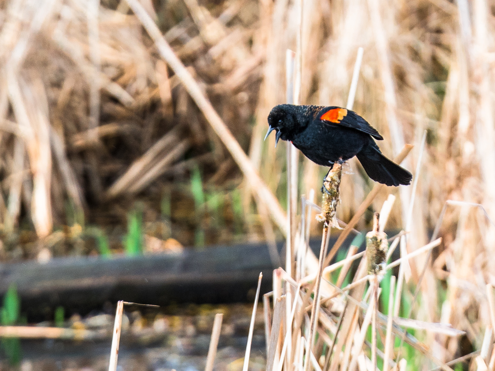 Panasonic Lumix G X Vario 35-100mm F2.8 OIS sample photo. Ruffled feathers photography