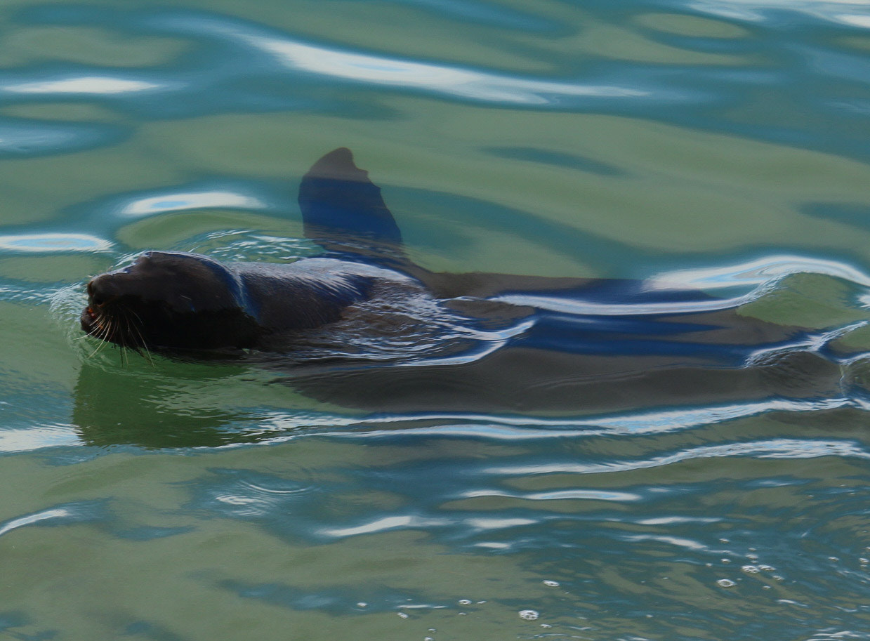 Canon EF 35-135mm f/4-5.6 USM sample photo. Sammy seal photography