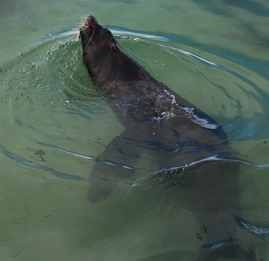 Canon EF 35-135mm f/4-5.6 USM sample photo. Hungry fish muncher photography