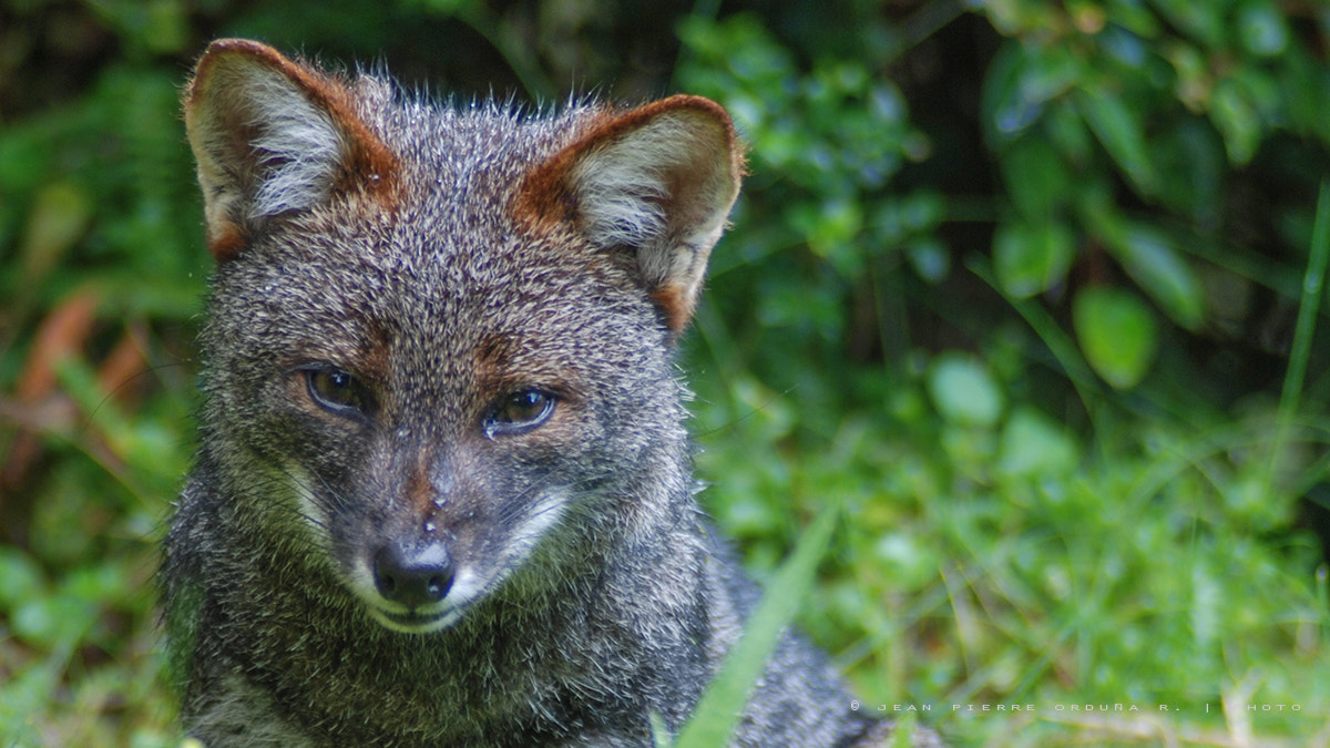 Nikon AF-S Nikkor 300mm F2.8G ED VR II sample photo. Zorro de darwin photography
